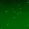 Excision only piggybac transposase expression vector 50 rxns10 µg 10 µg