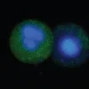 Fam flica caspase-1 kit 25 pcs