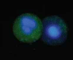 Fam flica caspase-1 kit 25 pcs