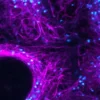 Fluo-4 am ester 10 x 50 µg