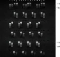 Gel agarose 2% tbe avec bet 6 lignes de depots de 16+2 puits 5 pcs