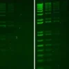GELGREEN NUCLEICACIDSTAIN(10,000XWATER) 0.5 ML