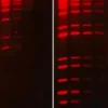GELRED NUCLEICACIDSTAIN(10,000X WATER) 0.5 ML