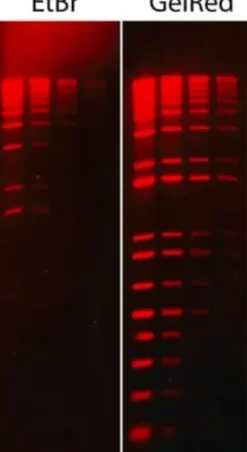 GELRED NUCLEICACIDSTAIN(10,000X WATER) 0.5 ML