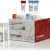 Geneart genomic cleavage detection kit-20 réactions