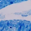 Giemsa Staining Kit ref 05279224001 tranche 4