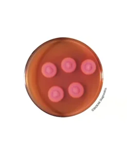 Gélose pour bacillus cereus 20 btes 90mm