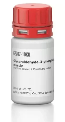 Glyceraldehyde-3-phosphate dehydrogenas 5 KU