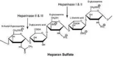 Heparinase iii from flavobacterium 5 U