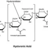 Hyaluronidase type iv-s from-bovine test 100 mg
