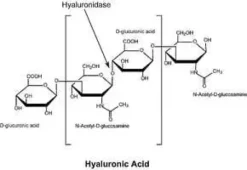 Hyaluronidase type iv-s from-bovine test 100 mg