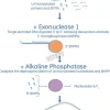 Illustra exoprostar-enzymatic pcr and sequencing clean up 500 Réactions