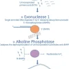 Illustra exoprostar 1-step 500 Réactions