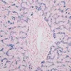 Iron Staining Kit ref 05279259001 tranche 5