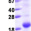 Kit de Dosage Glutamate 100 Tests