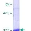 Kit ELISA Humain GDF-15 96 Tests