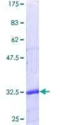 Kit ELISA Humain GDF-15 96 Tests