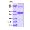 Kit ELISA Humain Leptine 96 Tests