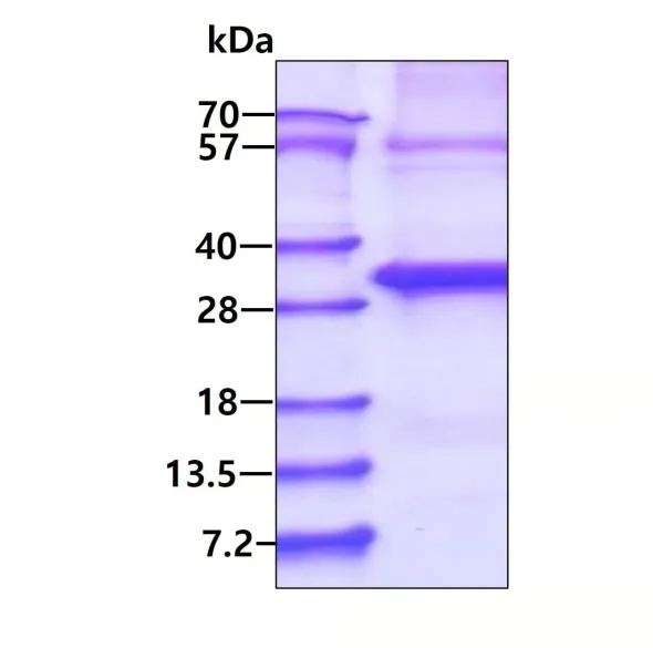 Kit ELISA Humain Leptine 96 Tests
