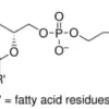 L-a-phosphatidylcholine type iv-s from 25 g