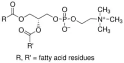 L-a-phosphatidylcholine type iv-s from 25 g