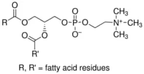 L-a-phosphatidylcholine type iv-s from 25 g