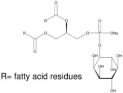 L-a-phosphatidylinositol sodium from 5 mg