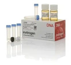 Library efficiency dh5a competent cells-5 x 200 µL
