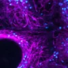 Lipidspot 488 lipid droplet stain 20 µl