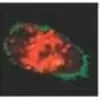 Lookout(r) mycoplasma qpcr detection kit 1 kit