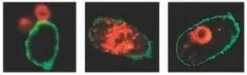 Lookout(r) mycoplasma qpcr detection kit 1 kit