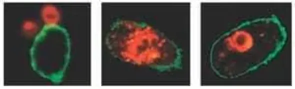 Lookout(r) mycoplasma qpcr detection kit 1 kit