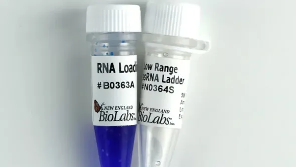 Low range ssrna ladder 25 µg