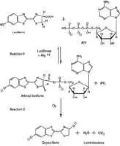 Luciferase from photinus pyralis(firefl 2 mg