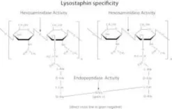 Lysostaphin from staphylococcus staphylo 15mg 15 mg