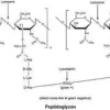 Lysozyme from chicken egg white 1 g