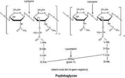 Lysozyme from chicken egg white 1 g
