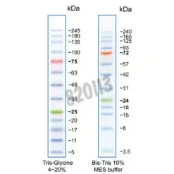 Marqueur de tailles proteines 3,5 - 245 kda 100 minigels