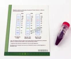 Marqueur pm proteines bluestar bleu-rouge-vert 500 µl