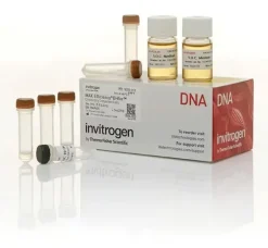Max efficiency dh5a competent cells-5 x 200 µL