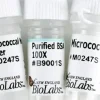 Micrococcal nuclease -units 320000 gels