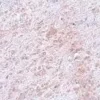 Milieu de montage avec DAPI - Aqueux, Fluoroshield 100 ml