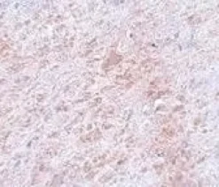 Milieu de montage avec DAPI - Aqueux, Fluoroshield 100 ml