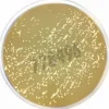Milieu deshydrate m-dixon agar 500 g