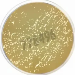 Milieu deshydrate m-dixon agar 500 g