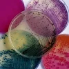 Milieu déshydraté gelose nutritive w.l. 500 g