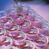 Millicell cell culture insert 30 mm hydrophilic ptfe 0,4 µm x 50