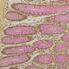 Mucicarmine Staining Kit ref 05279275001 tranche 3