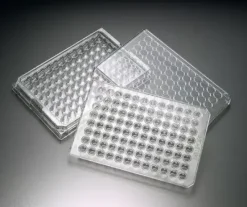 Multiscreen migration invasion and chemotaxis 3,0 µm clair stérile x 10