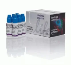 Nucblue live readyprobes reagent (hoechst 33342)-1 kit